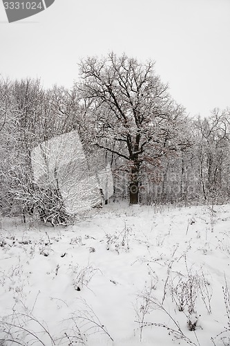 Image of trees in the winter  