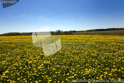 Image of Dandelion field  