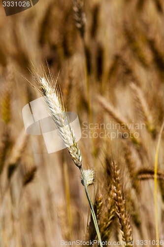 Image of ripened cereals  