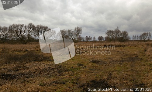 Image of dried grass 