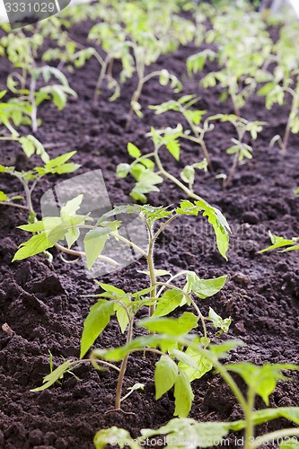 Image of Tomato seedlings  