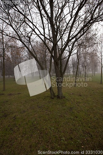 Image of trunks of trees 