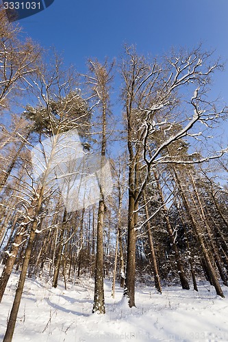 Image of winter trees  