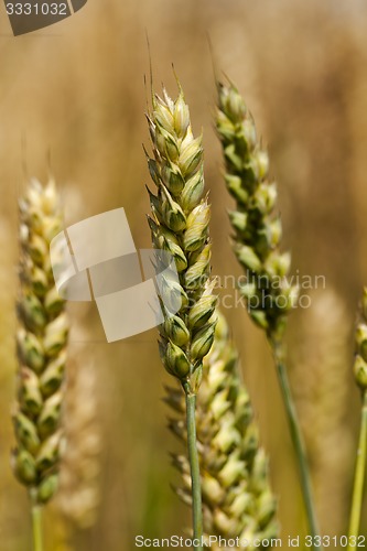 Image of cereals  