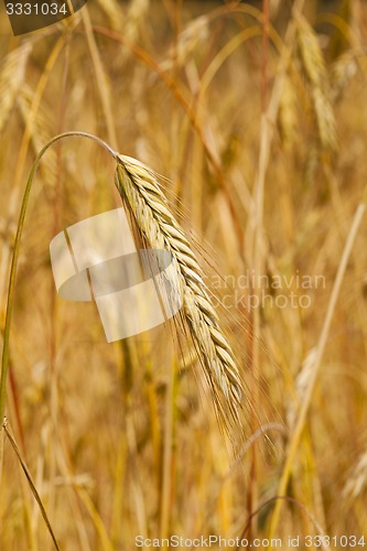 Image of ripened cereals  