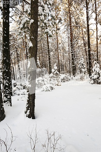 Image of winter trees  