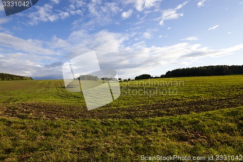 Image of wheat field  