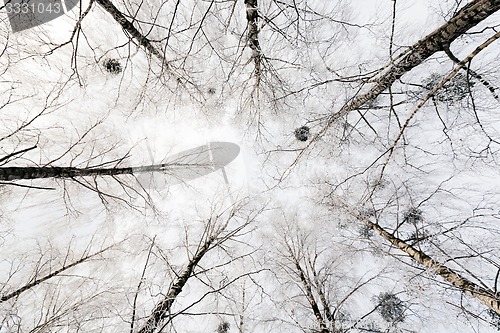 Image of winter trees  