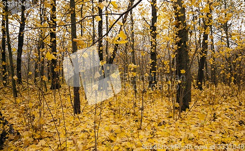 Image of the autumn wood  