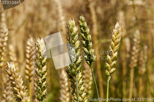 Image of cereals 