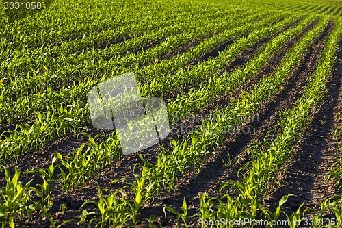 Image of green corn  