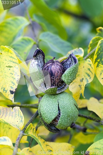 Image of walnut  