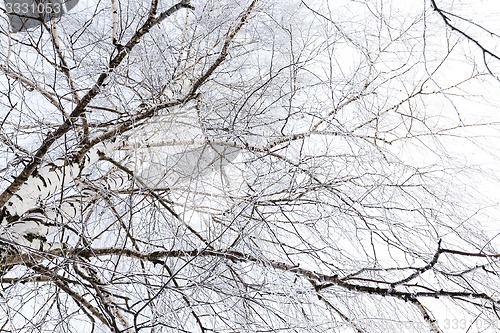 Image of winter trees  