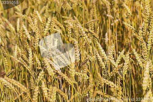 Image of ripened cereals  