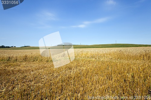 Image of Cut wheat  