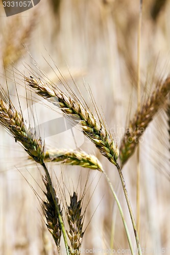 Image of ripened cereals  