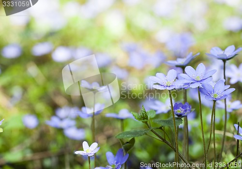 Image of spring flowers  