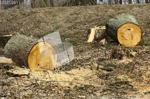 Image of old trees  