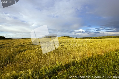 Image of wheat field  