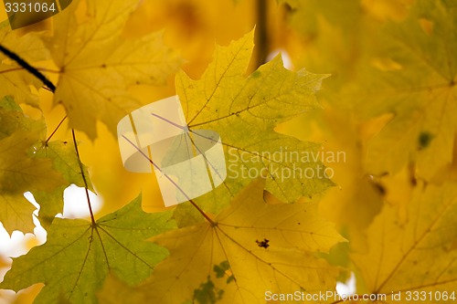 Image of yellow maple leaves  