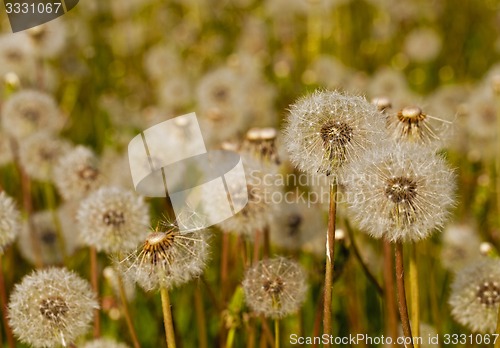 Image of White dandelions  