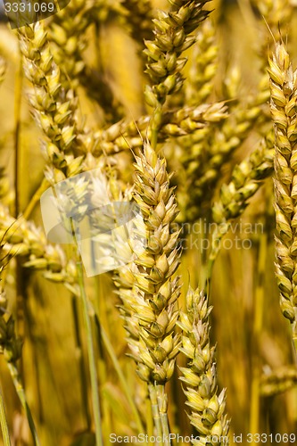 Image of ripened cereals  