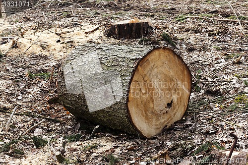 Image of srubleenny trees 