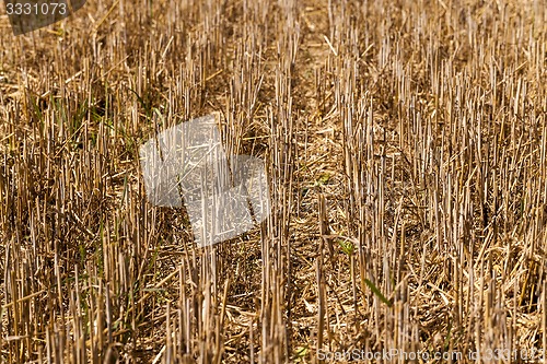 Image of agriculture  