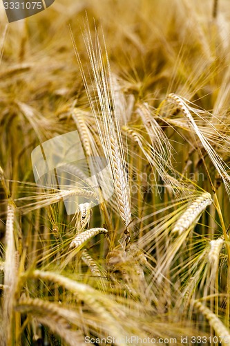 Image of ripened cereals  