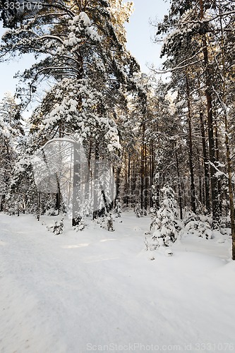 Image of winter trees  