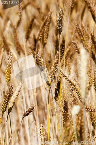 Image of ripened cereals  