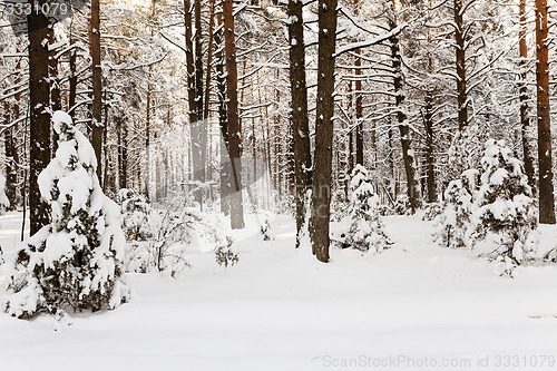 Image of winter trees  