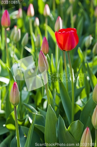 Image of red tulips  