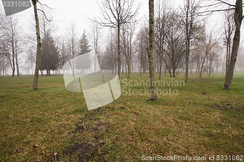 Image of trunks of trees  