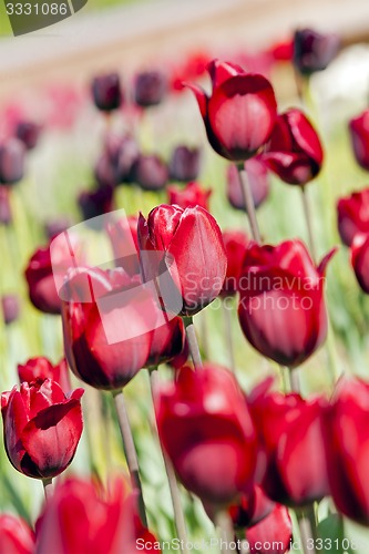 Image of red  tulips  