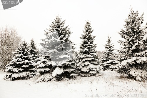 Image of fir-tree in the winter  