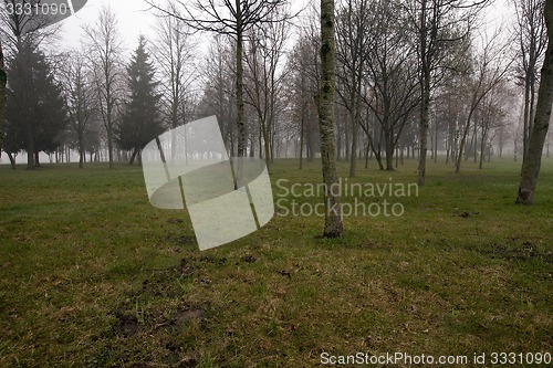 Image of trunks of trees 