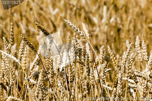 Image of ripened cereals  