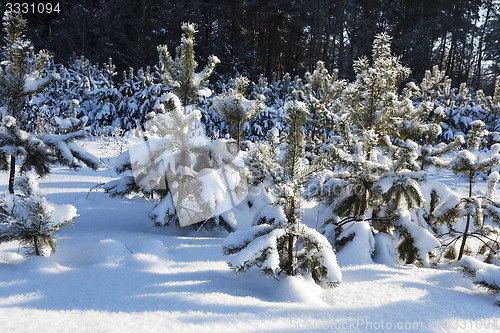 Image of fir-tree in the winter  