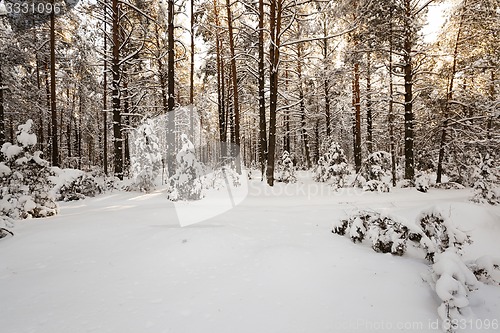 Image of winter trees  