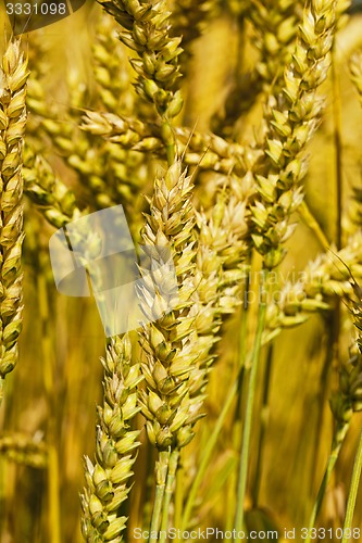 Image of   rye ears  