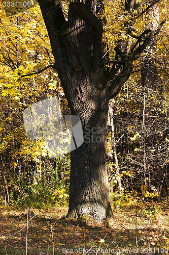 Image of the autumn wood  