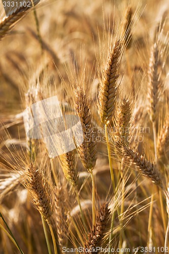 Image of ripened cereals  