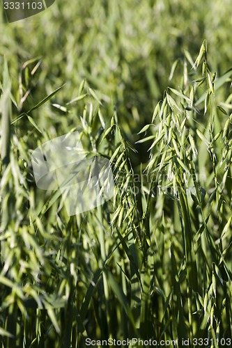 Image of ear in a field of oats  
