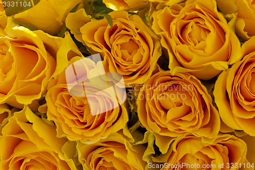 Image of yellow roses  
