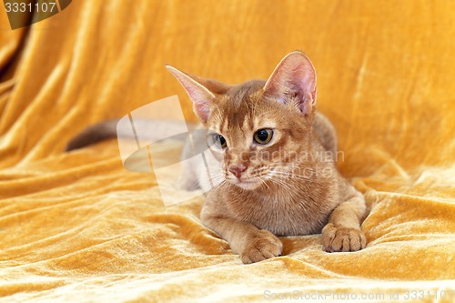 Image of Abyssinian cat 