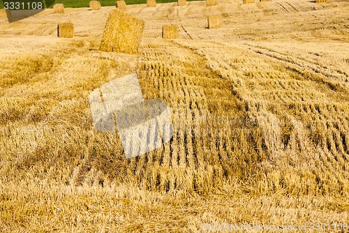 Image of harvest cereals  