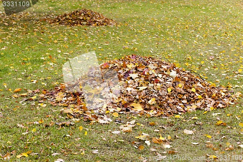 Image of the fallen-down foliage 