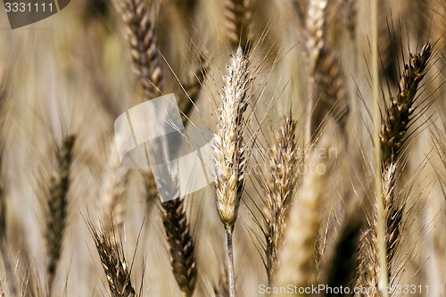 Image of ripened cereals  