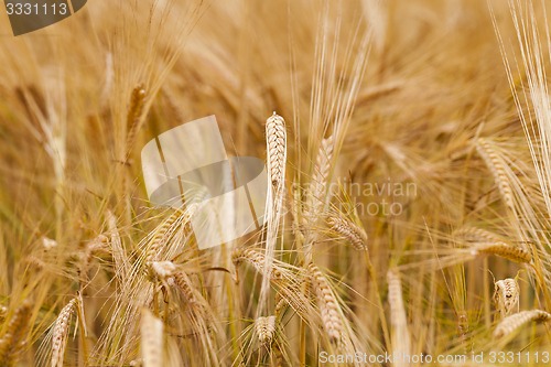 Image of ripened cereals  